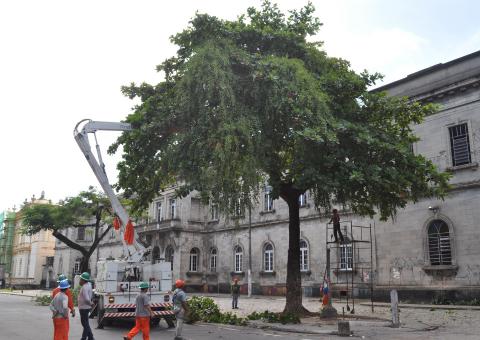 Prefeitura e Eletrobras formam parceria para podar árvores